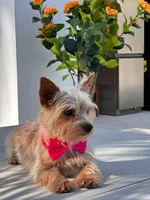 Chiracha, a female Yorkshire Terrier for sale in Miami, FL – Photo 8 of 8