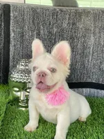 Pink, a male French Bulldog for sale in Miami, FL – Photo 5 of 8