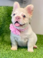 Pink, a male French Bulldog for sale in Miami, FL – Photo 2 of 8