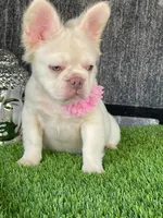 Pink, a male French Bulldog for sale in Miami, FL – Photo 7 of 8