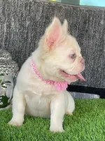 Pink, a male French Bulldog for sale in Miami, FL – Photo 6 of 8