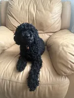 Coco, a male Poodle - Miniature  for sale in Miami, FL – 4 of 4
