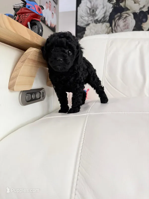 Coco – Poodle - Miniature  puppy for sale in Miami, FL