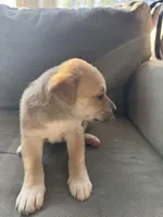 Ace, a male Siberian Husky and American Pit Bull Terrier for sale in Manchester, NH – Photo 2 of 4