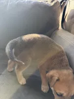 Ace, a male Siberian Husky and American Pit Bull Terrier for sale in Manchester, NH – Photo 4 of 4