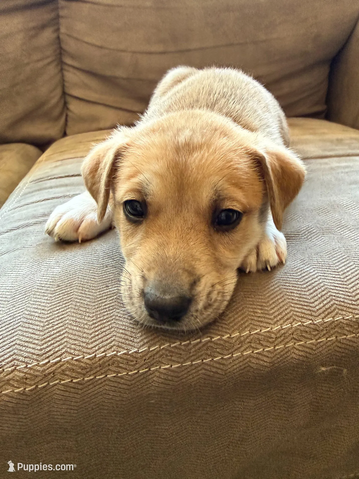 Ace – Siberian Husky, American Pit Bull Terrier puppy for sale in Bedford, NH