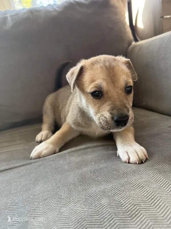 Ace – Siberian Husky, American Pit Bull Terrier puppy for sale in Manchester, NH