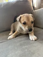 Ace, a male Siberian Husky and American Pit Bull Terrier for sale in Manchester, NH – Photo 1 of 4