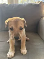 Ace, a male Siberian Husky and American Pit Bull Terrier for sale in Manchester, NH – Photo 3 of 4