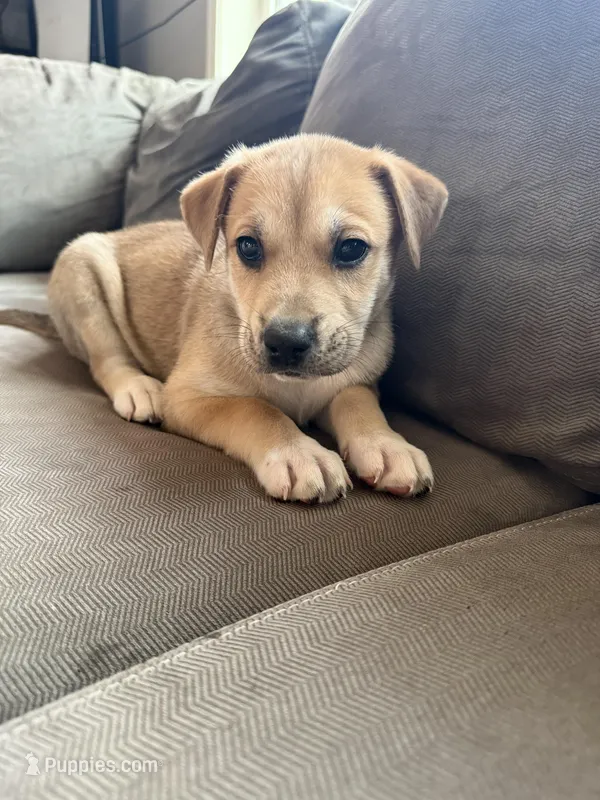 Ace – Siberian Husky, American Pit Bull Terrier puppy for sale in Bedford, NH