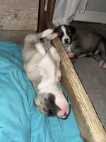 Ghost, a male Siberian Husky and American Pit Bull Terrier for sale in Manchester, NH – Photo 5 of 8