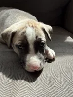 Ghost, a male Siberian Husky and American Pit Bull Terrier for sale in Manchester, NH – Photo 7 of 8