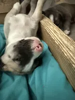 Ghost, a male Siberian Husky and American Pit Bull Terrier for sale in Manchester, NH – Photo 4 of 8