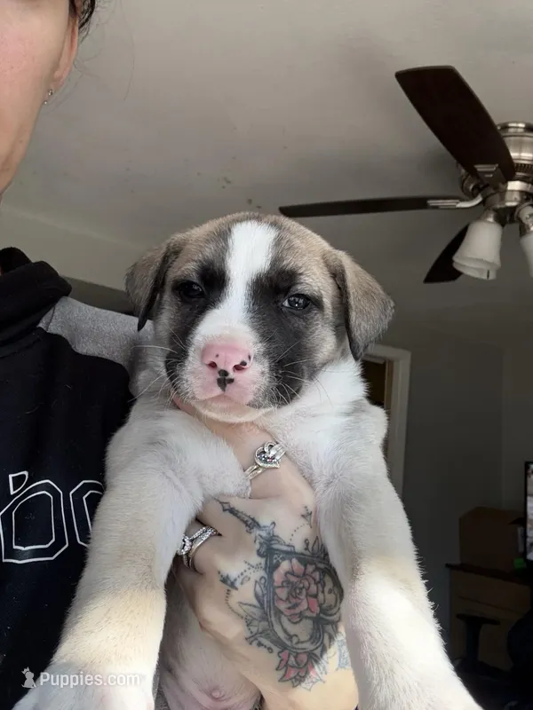 Ghost, a male Siberian Husky and American Pit Bull Terrier for sale in Bedford, NH – Photo 1 of 9