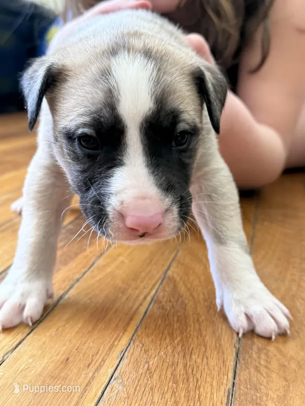 Ghost – Siberian Husky, American Pit Bull Terrier puppy for sale in Manchester, NH