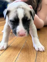 Ghost, a male Siberian Husky and American Pit Bull Terrier for sale in Manchester, NH – Photo 2 of 8