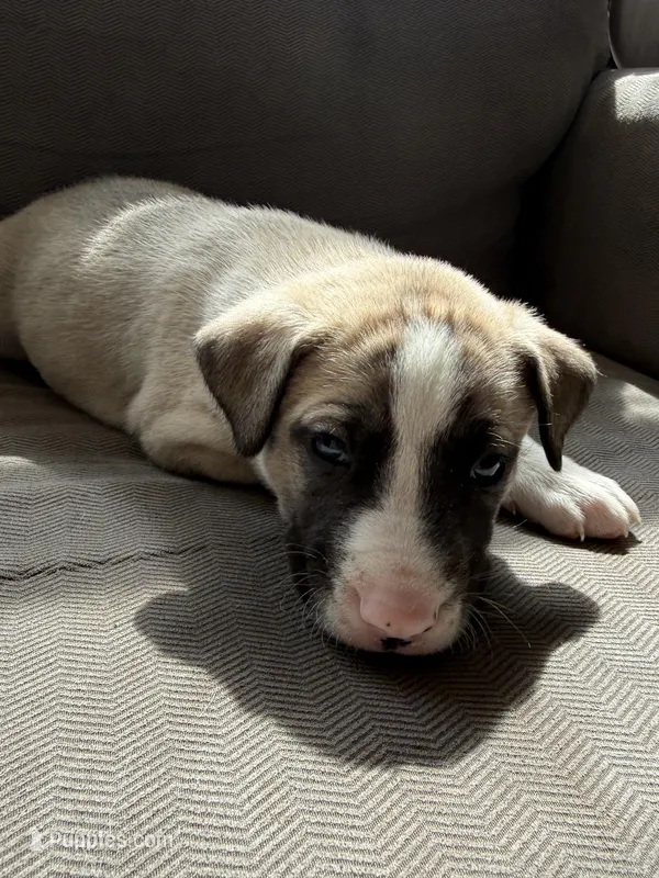 Ghost, a male Siberian Husky and American Pit Bull Terrier for sale in Manchester, NH – Photo 1 of 8