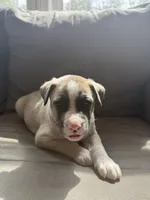 Ghost, a male Siberian Husky and American Pit Bull Terrier for sale in Manchester, NH – Photo 6 of 8