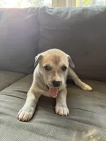 Milo, a male Siberian Husky and American Pit Bull Terrier for sale in Manchester, NH – Photo 2 of 4