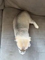 Milo, a male Siberian Husky and American Pit Bull Terrier for sale in Manchester, NH – Photo 3 of 4