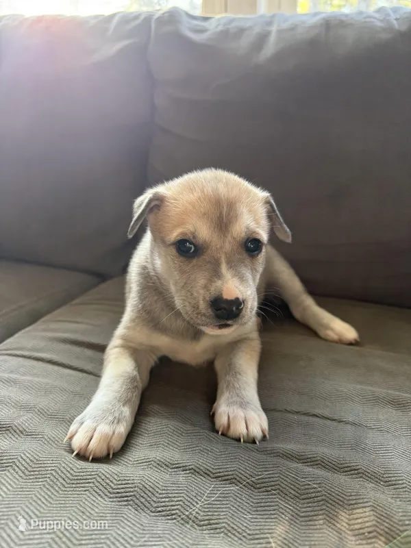 Milo – Siberian Husky, American Pit Bull Terrier puppy for sale in Manchester, NH