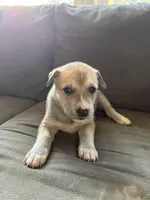 Milo, a male Siberian Husky and American Pit Bull Terrier for sale in Manchester, NH – Photo 1 of 4