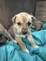 Milo, a male Siberian Husky and American Pit Bull Terrier for sale in Manchester, NH – Photo 4 of 4