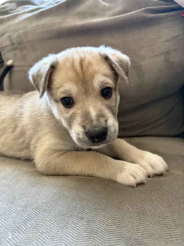 Milo – Siberian Husky, American Pit Bull Terrier puppy for sale in Bedford, NH