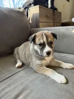 Bandit, a male Siberian Husky and American Pit Bull Terrier for sale in Manchester, NH – Photo 4 of 4