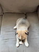 Bandit, a male Siberian Husky and American Pit Bull Terrier for sale in Manchester, NH – Photo 3 of 4