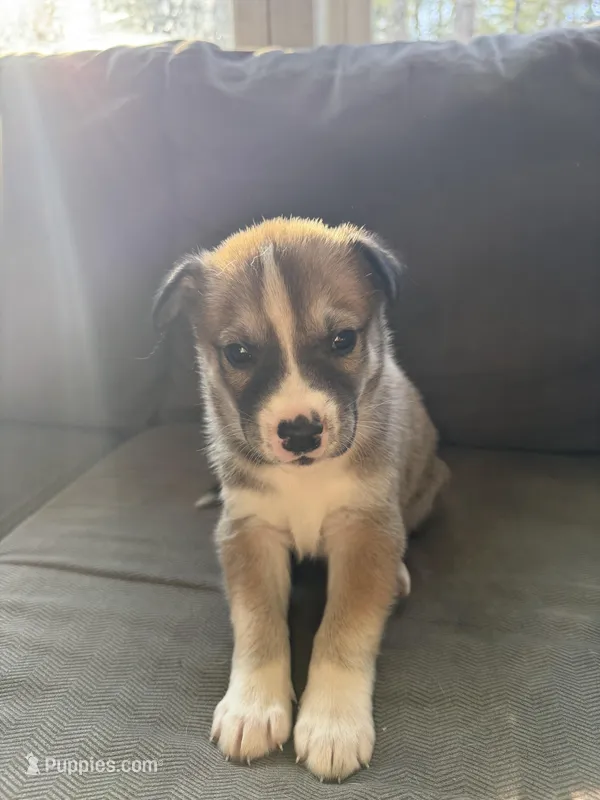 Bandit – Siberian Husky, American Pit Bull Terrier puppy for sale in Manchester, NH