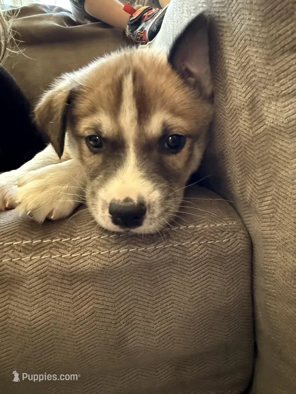 Bandit – Siberian Husky, American Pit Bull Terrier puppy for sale in Bedford, NH