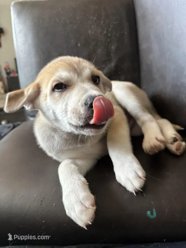 Rocky, a male Siberian Husky and American Pit Bull Terrier for sale in Bedford, NH – Photo 1 of 3