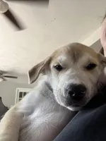 Rocky, a male Siberian Husky and American Pit Bull Terrier for sale in Bedford, NH – Photo 3 of 3