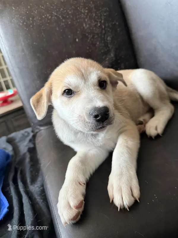 Rocky – Siberian Husky, American Pit Bull Terrier puppy for sale in Bedford, NH