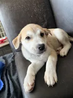 Rocky, a male Siberian Husky and American Pit Bull Terrier for sale in Bedford, NH – Photo 2 of 3