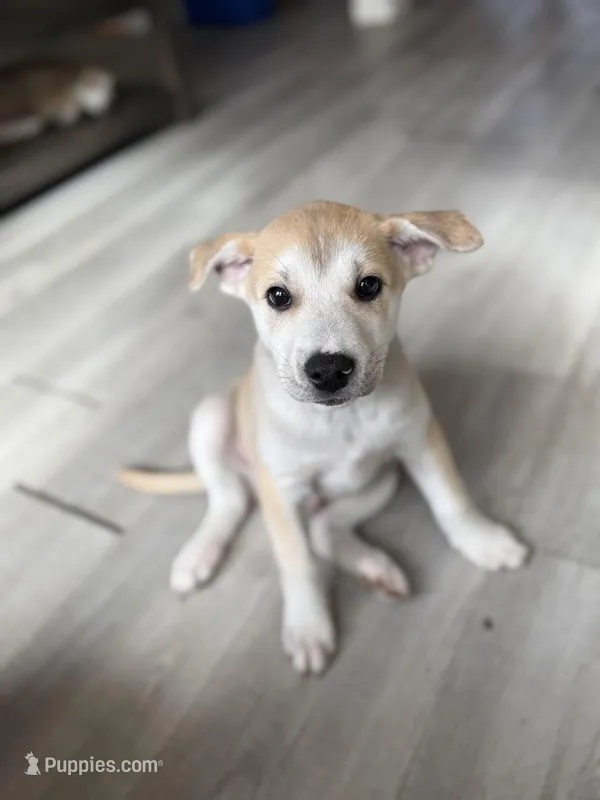 Rocky - LAST PUPPY LEFT, READY NOW – Siberian Husky, American Pit Bull Terrier puppy for sale in Bedford, NH