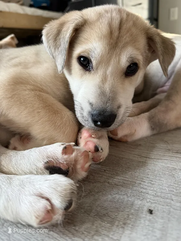 Milo – Siberian Husky, American Pit Bull Terrier puppy for sale in Bedford, NH