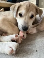 Milo, a male Siberian Husky and American Pit Bull Terrier for sale in Bedford, NH – Photo 1 of 2