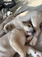 Milo, a male Siberian Husky and American Pit Bull Terrier for sale in Bedford, NH – Photo 2 of 2