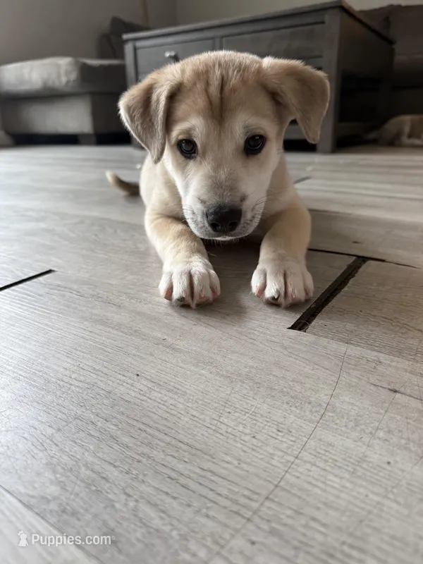 Milo – Siberian Husky, American Pit Bull Terrier puppy for sale in Bedford, NH