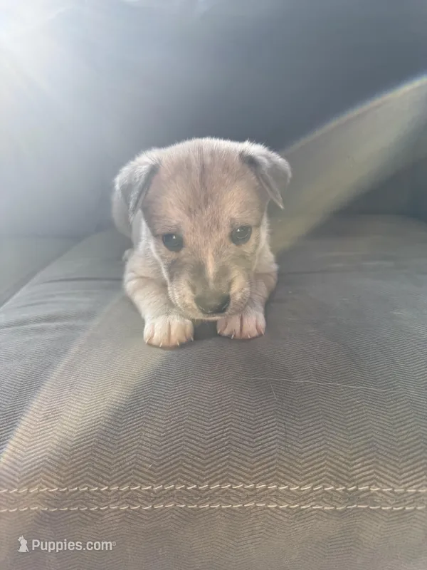 Rocky – Siberian Husky, American Pit Bull Terrier puppy for sale in Manchester, NH