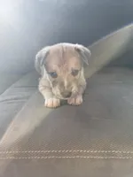 Rocky, a male Siberian Husky and American Pit Bull Terrier for sale in Manchester, NH – Photo 1 of 2