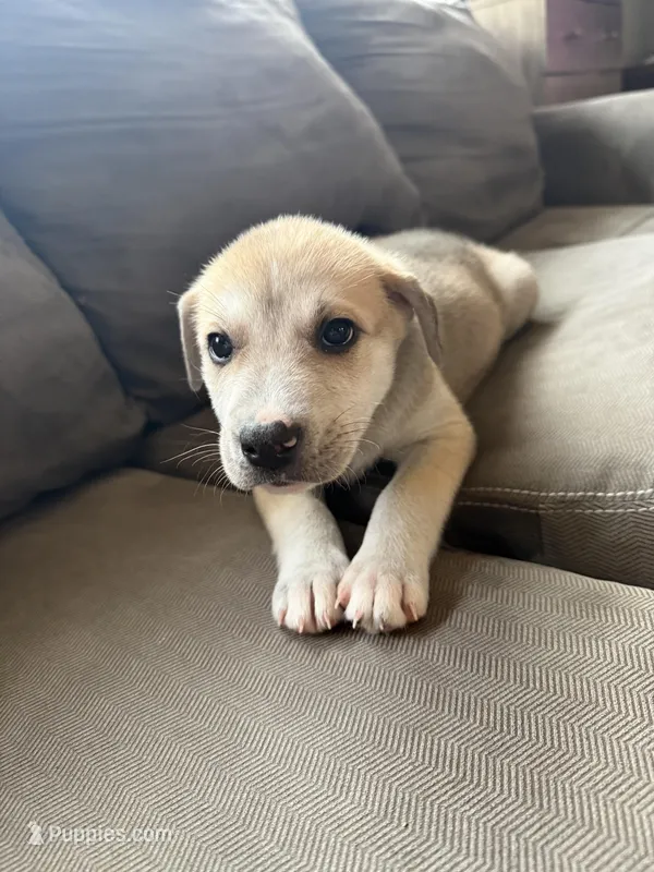 Rocky – Siberian Husky, American Pit Bull Terrier puppy for sale in Bedford, NH