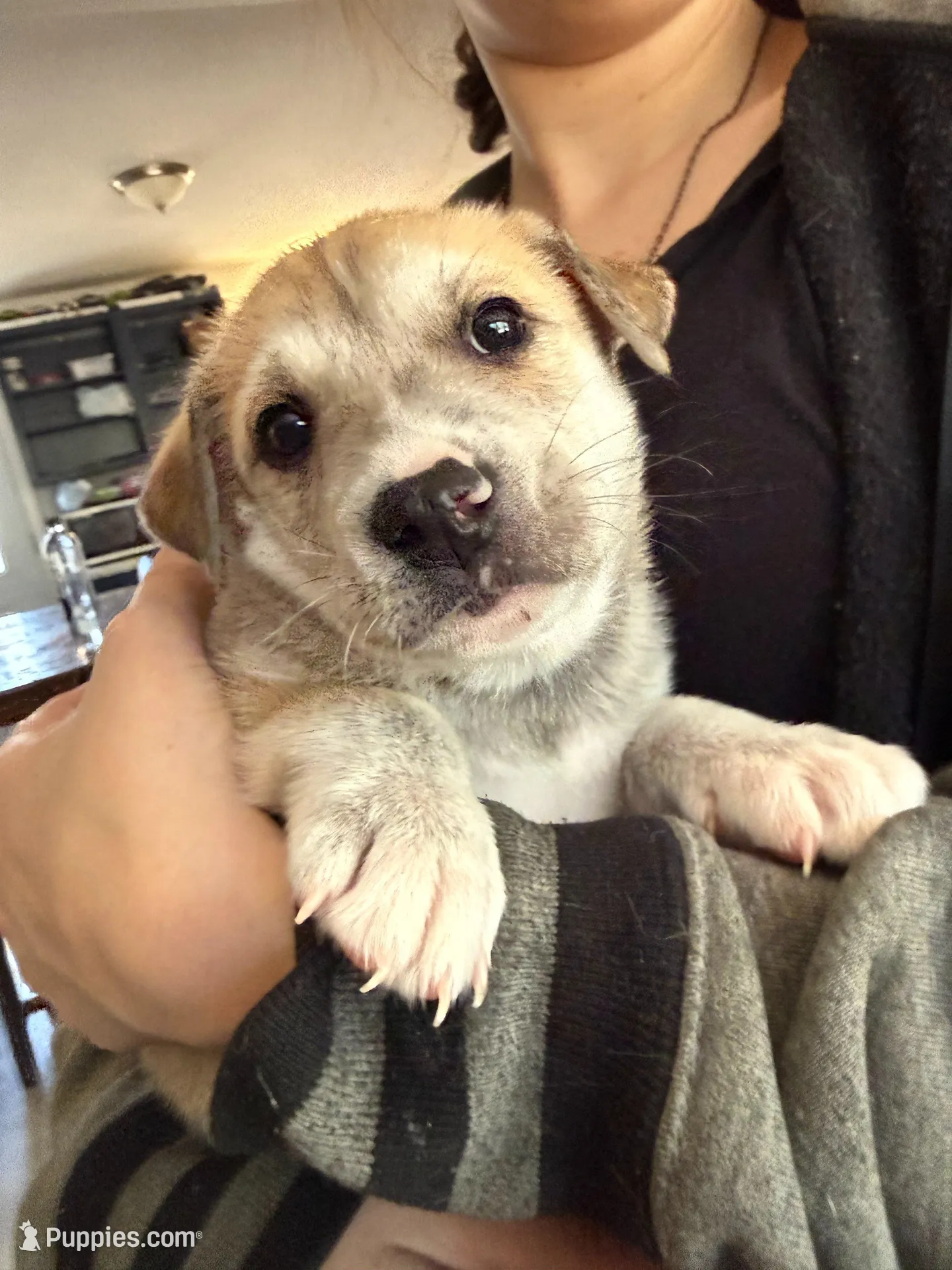 Rocky – Siberian Husky, American Pit Bull Terrier puppy for sale in Bedford, NH