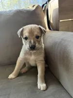 Rocky, a male Siberian Husky and American Pit Bull Terrier for sale in Manchester, NH – Photo 2 of 2