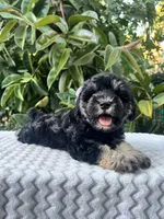 Teddy, a male Miniature Schnauzer for sale in Fresno, CA – 10 of 10