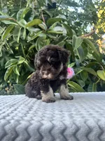Cleo, a female Miniature Schnauzer for sale in Fresno, CA – 2 of 10