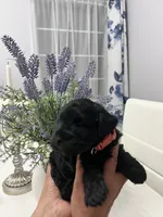 Cassy, a female Miniature Schnauzer for sale in Fresno, CA – 6 of 6