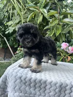 Teddy, a male Miniature Schnauzer for sale in Fresno, CA – 7 of 10